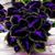 Kaleemah Siddiqah Ahsan's profile image