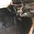 Jeanette Jaconette Coval's profile image