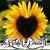 Linda Boatwright's profile image