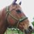 Judy Murphey's profile image