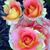 Donna Maria's profile image