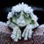 Sue Vernon's profile image