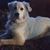 Lisa Chambers's profile image