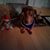 Karen Willey's profile image