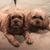 Tracey-Lee Whyte's profile image