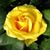 Gail Rutter's profile image