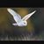 Douglas Brown's profile image