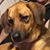 Deann Hanson's profile image