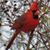 Janice McKinney Pittman's profile image