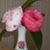 Carolyn Shelby's profile image