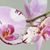 Karen Matthias McGee's profile image