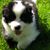 Chris Armstrong Reedy's profile image