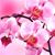 Cecille Blankenship's profile image