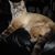 Lisa Puckett's profile image