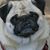 Carla-Steve Moberg's profile image