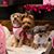 Liliana Diaz Negrete's profile image