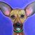 Collin Rhodes's profile image