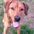 Carol Neubaur's profile image