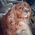 Pat Huyser Boonstra's profile image