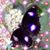 Andrea L. Bly's profile image