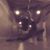 Candace Poirier's profile image