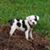 Sharon Swain's profile image