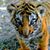 Mimi Toikova's profile image