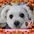Lori Basile's profile image