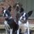 Amy Hoffman Dodson's profile image