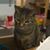Debra Franco's profile image