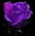 Kip Sharpley's profile image
