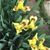 Laurie Compher Thurman's profile image