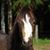 Savanna Freiley's profile image