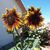 Cindy Kirchhefer Ouellette's profile image