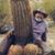 Peter Peck's profile image