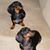 Sandi White-Hayward's profile image
