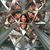 Kim Carli's profile image