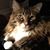 Chuck Clifford Foote's profile image