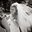 Nicki Pelham's profile image