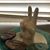 Whoot Wootington's profile image