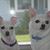 Susan Wheeler Sears's profile image