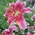 Tracy Capasso's profile image