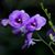 Marz Eldridge Slowman's profile image