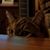 Linda Zeiter's profile image