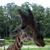 Nannette Schwartz Majoras's profile image