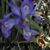 Tione Willox's profile image
