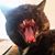 Carlos Lanza's profile image