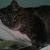 Ron Senesi's profile image