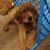 Audrey Wright Harstad's profile image
