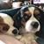 Susan Vaughn Grube's profile image